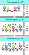 Figure 10.26. The mechanism of affinity maturation in an antibody response.