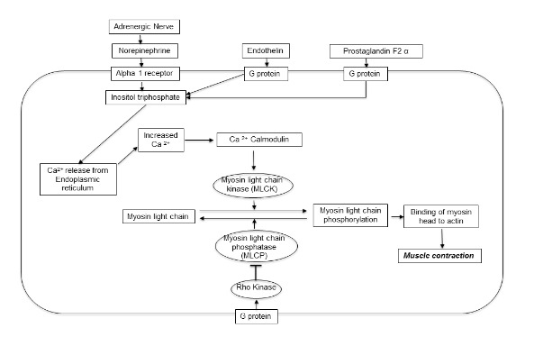 High Blood Pressure and Erectile Dysfunction, Department of Surgery