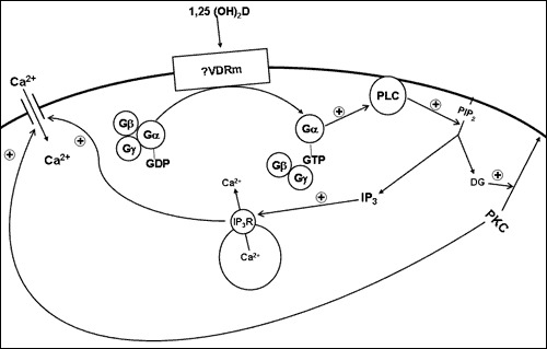 Vitamin D: Production, Metabolism and Mechanisms of Action