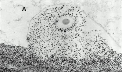 Figure 21. Photomicrograph showing the effects of the LH/FSH surge on egg-cumulus expansion in situ.