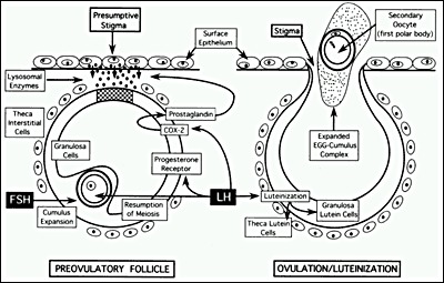 Figure 22. Diagram of the cellular mechanisms by which the preovulatory surge of FSH and LH causes ovulation.