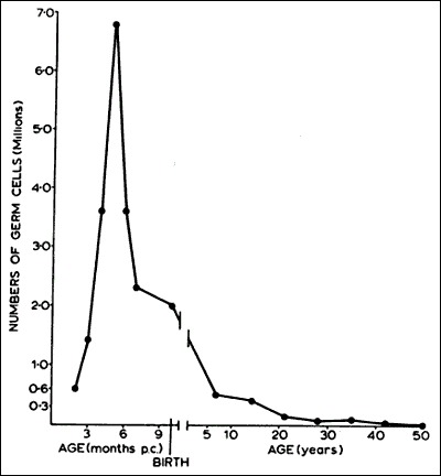 Figure 4. In human females, all primordial follicles are formed in the fetus between 6 and 9 months' gestation.