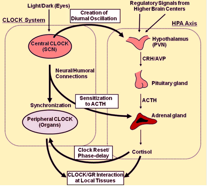 Role of estrogen and stress on the brain-gut axis  American Journal of  Physiology-Gastrointestinal and Liver Physiology