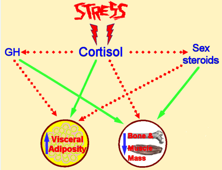 Role of estrogen and stress on the brain-gut axis