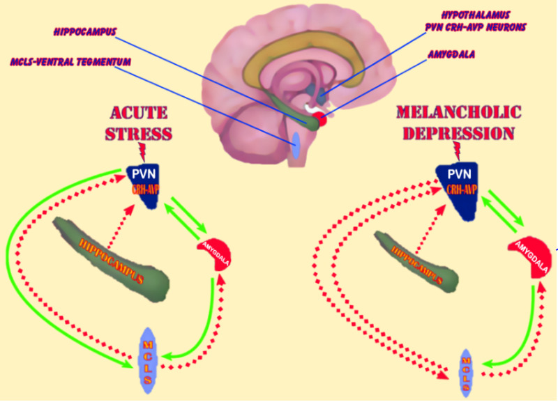 Role of estrogen and stress on the brain-gut axis