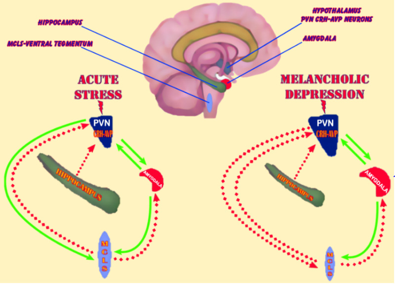 Lateral septum modulates cortical state to tune responsivity to threat  stimuli - ScienceDirect