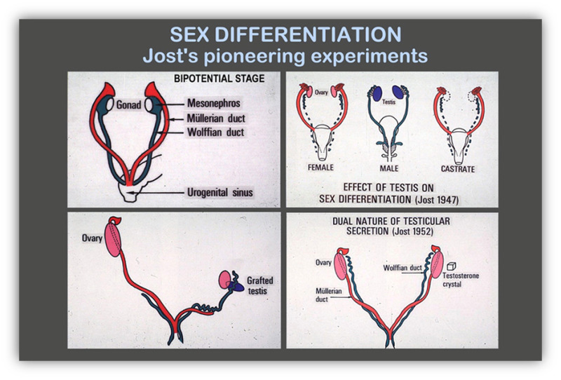 800px x 542px - Sexual Differentiation - Endotext - NCBI Bookshelf
