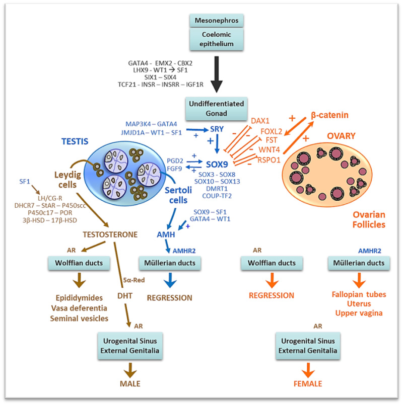 Figure 6 Sex Determination And Differentiation Reprinted 5858