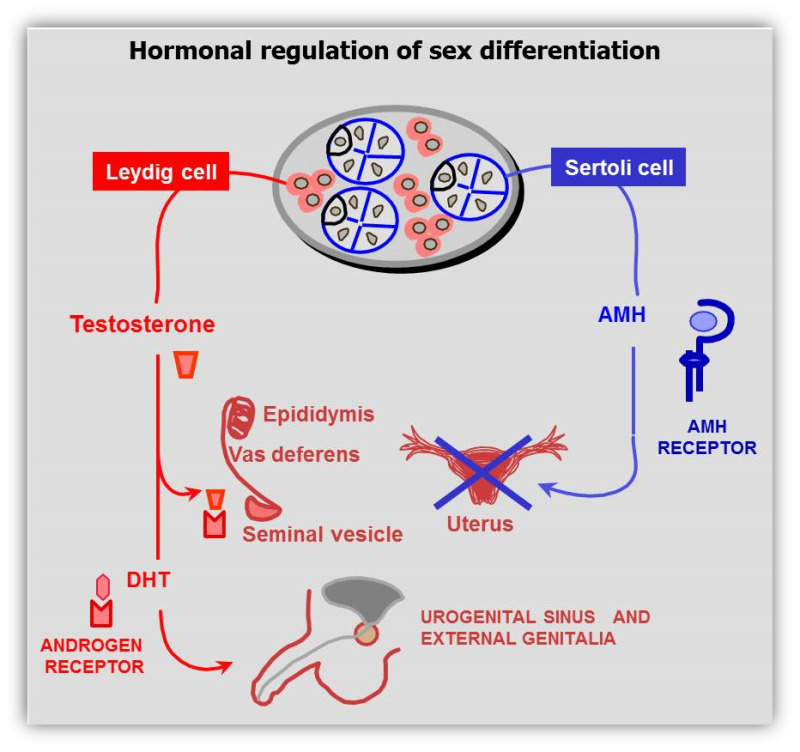 Figure 18 Hormonal Control Of Male Sex Differentiation Endotext Ncbi Bookshelf 