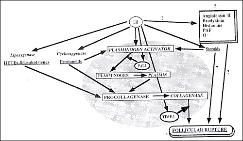 The Normal Menstrual Cycle and the Control of Ovulation - Endotext