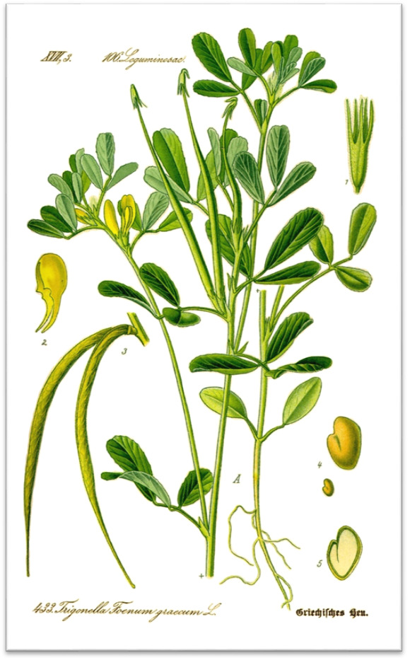 Figure 7. . Fenugreek Plant https://en.