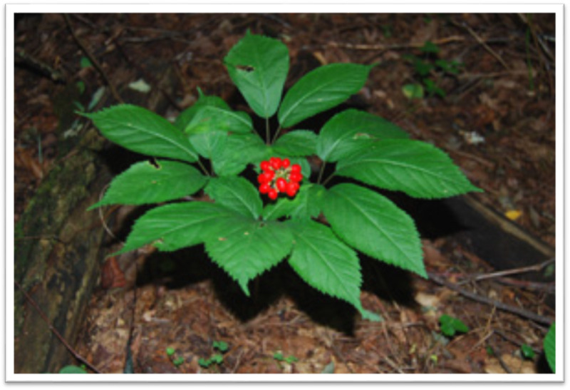 Figure 9. . American Ginseng Plant https://commons.