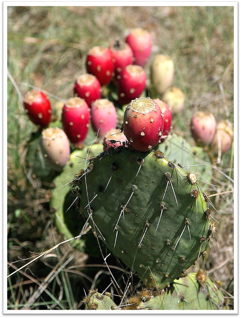 Figure 12. . Prickly Pear Cactus Plant https://commons.