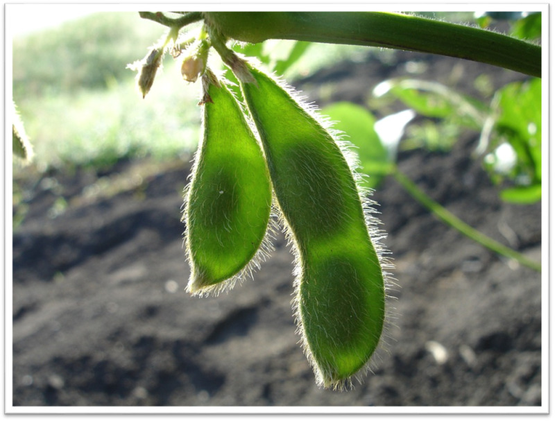 Figure 13. . Soybean Plant https://pixabay.