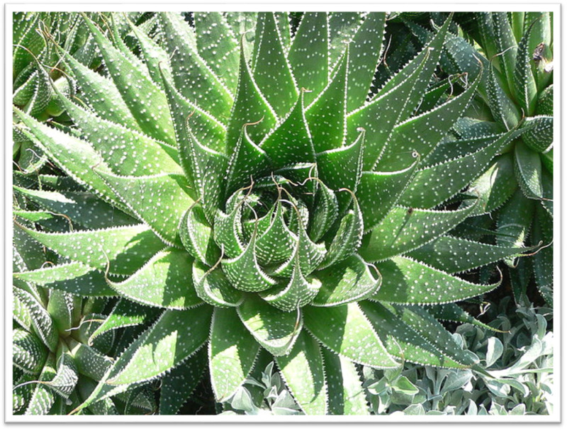 Figure 14. . Aloe Vera Plant https://en.