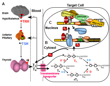 Figure 1. . Regulation of TH supply, metabolism and genomic action.