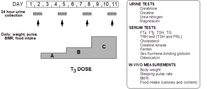 Figure 5. . Schematic representation of a protocol for the assessment of the sensitivity to TH using incremental doses of L-T3.