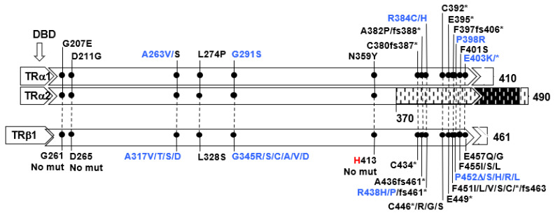 Figure 7. . Mutations in TRα1 and TRα2 and in the corresponding amino acid mutations in TRß1 are aligned according to amino acid sequence homology.