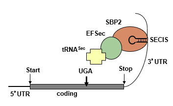 Figure 13. . Components involved in Sec incorporation central in the synthesis of selenoproteins.