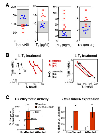 Figure 15. . Thyroid function tests in several families with SBP2 deficiency studied in the authors’ laboratory.