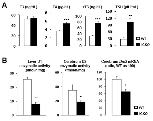 Figure 16. . Data from Sbp2 iCKO vs Wt male mice.