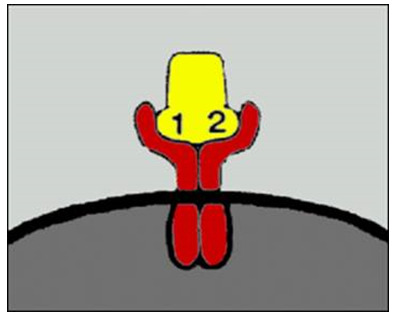 Figure 2. . The growth hormone molecule binding to the membrane surface growth hormone receptor.