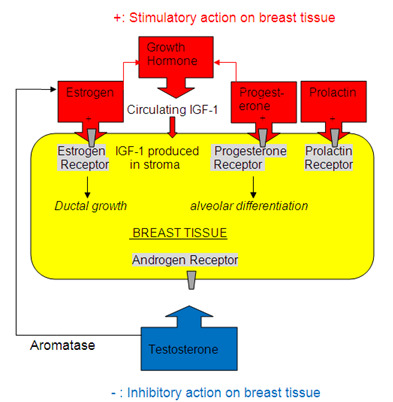 Figure 1. . Hormones Affecting Growth and Differentiation of Breast Tissue.