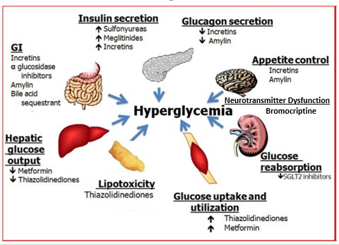 Hyperglycemia and oral medication options