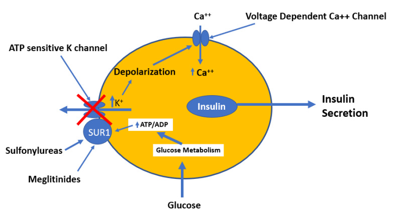 Figure 7. . Mechanism by which glucose, sulfonylureas, and meglitinides stimulate insulin secretion by the beta cells.
