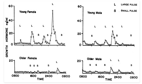 FIGURE 1. . Patterns of GH secretion in younger and older women and men.