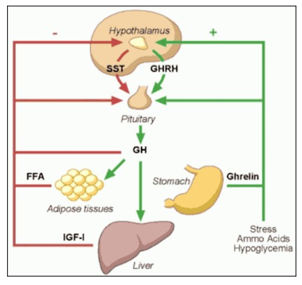 FIGURE 3 . Major components of the GH neuroregulatory system (3).