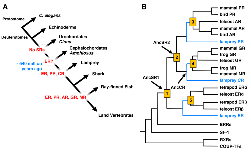 Glucocorticoid Receptor Endotext Ncbi Bookshelf