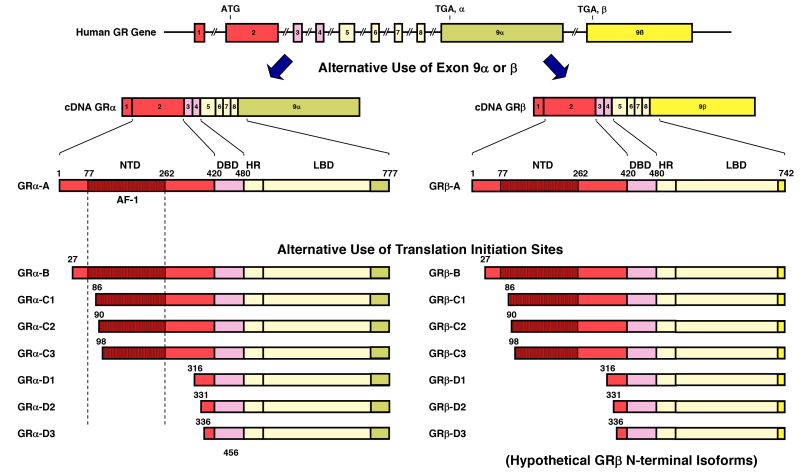 Sequence alignment of the C-and A-sheet domains of the lamprey LV