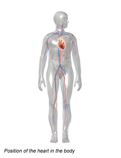 Illustration: Position of the heart in the body