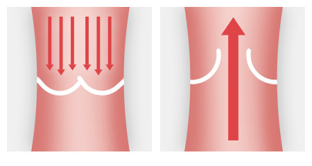 Illustration: The curved flaps ensure that the blood flows in only one direction