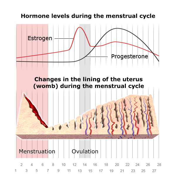 Illustration: Hormone levels during the menstrual cycle – as described in the article