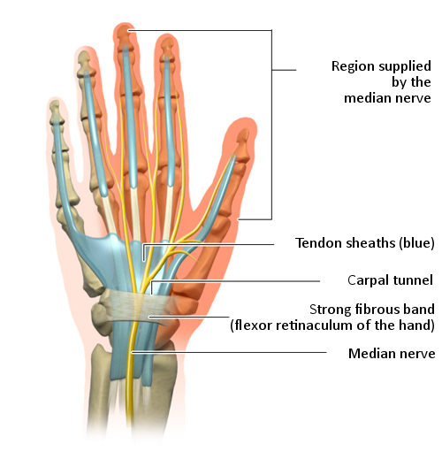 In brief: How do hands work? - InformedHealth.org - NCBI Bookshelf