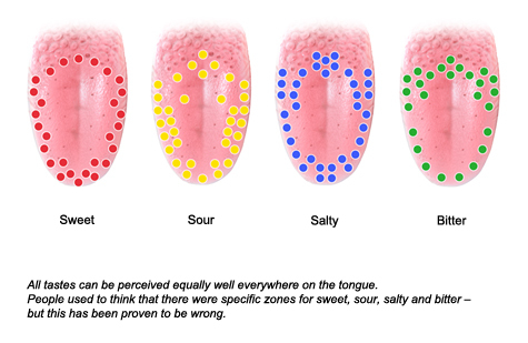 Illustration: All of the different tastes can be tasted everywhere on the tongue