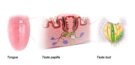 Illustration: Taste papillae
