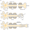 Figure 7-7. A simplified model for regeneration.