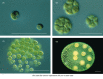 Figure 1-32. Four closely related genera of green algae, showing a progression from unicellular to colonial and multicellular organization.