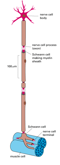 Figure 1-37. A nerve cell, with its associated Schwann cells, contacting a muscle cell at a neuromuscular junction.