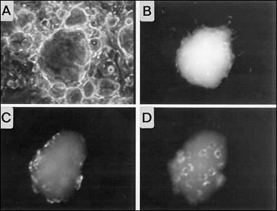 Fig. 2- 13. Visualization of Tg endocytosis by in vitro reconstituted thyroid follicles obtained from porcine thyrocytes in primary culture.