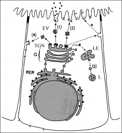 Fig. 2-7. A polarized thyroid epithelial cell synthesizing soluble proteins, Tg (▲) and lysosomal enzymes (X) and membrane proteins, NIS (┴) and TPO (°).