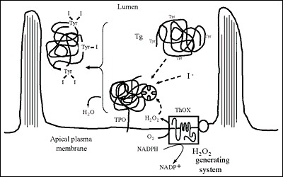 Fig. 2-8. Iodination of Tg at the apical plasma membrane-follicle lumen boundary.