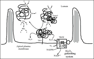 Fig. 2-9. Synthesis of hormone residues (coupling of iodotyrosines) in Tg at the apical plasma membrane-follicle lumen boundary.