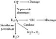 FIGURE 1.2. Glutathione and catalase reactions resulting in the scavenging of H2O2.