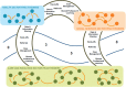 FIGURE 5-2. Activities that contribute to connections among professional roles across sectors.