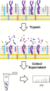 Figure 5: . Proteolytic shaving to identify surface exposed proteins.
