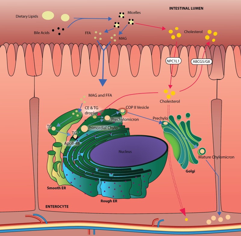 The Role Of Lipids And Lipoproteins In Atherosclerosis Endotext Ncbi Bookshelf
